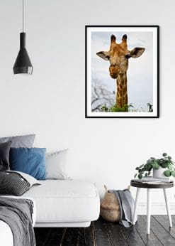 Festive Giraffe
