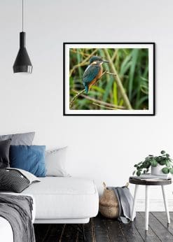 Kingfisher On Watch
