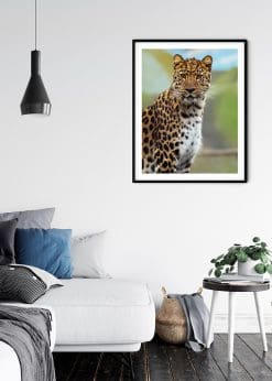 Closeup Leopard