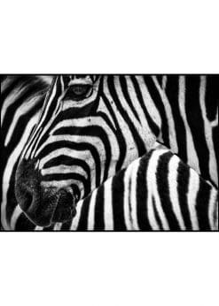 Closeup Zebra