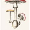 Fly Agaric Mushroom Vintage