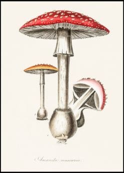 Fly Agaric Mushroom Vintage