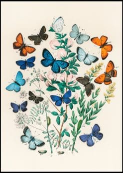 Collection of Butterflies Vintage