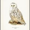 Vintage Snowy Owl