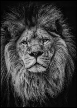 Lion Face in Grayscale