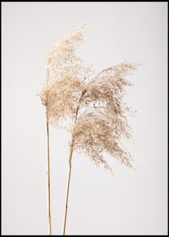 Reed Grass nr. 1