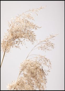 Reed Grass nr. 2