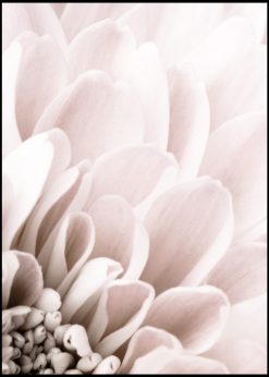 Pale Pink Chrysantemum nr. 3
