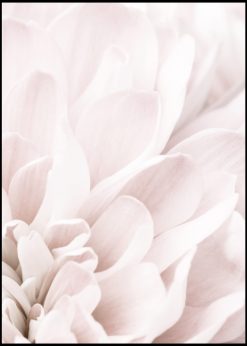 Pale Pink Chrysantemum nr. 4