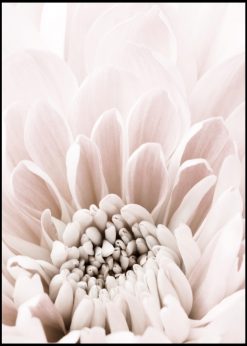 Pale Pink Chrysantemum nr. 6